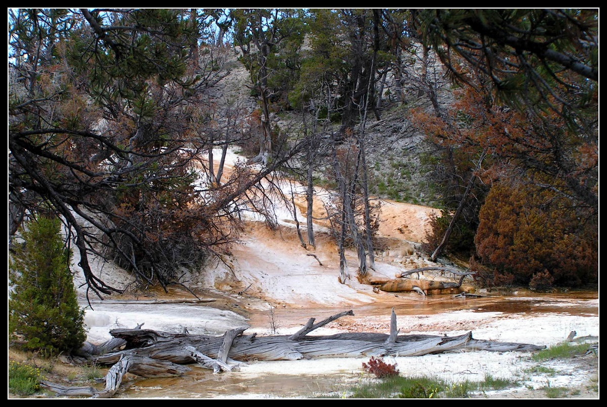 Yellowstone national park