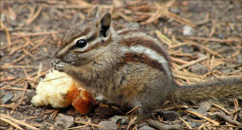 Chipmunk