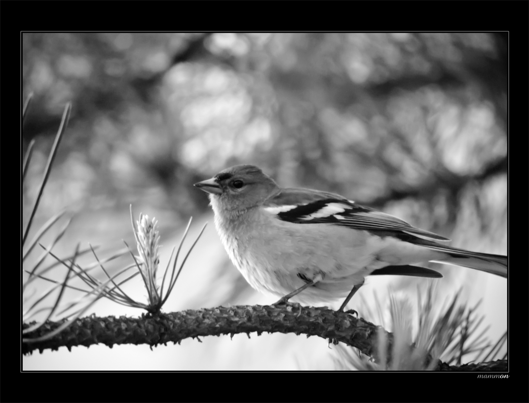 fogl BW
