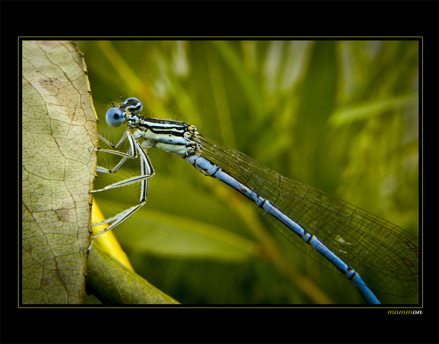 Platycnemis pennipes