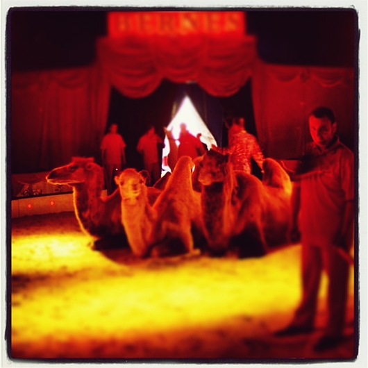 cirkus bude..