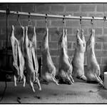meat factory