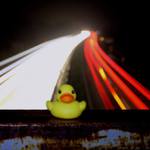 The Duck