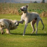 Hele, uklidni se, jo?