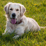 A ještě pejsek :-)