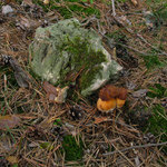 Tohtoročná hubačka