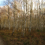 jesenní brezový háj