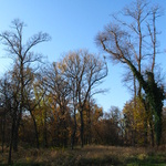 park