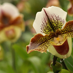 .. od ucha k uchu ..