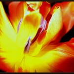 Tulipán