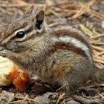 Chipmunk