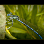 Platycnemis pennipes