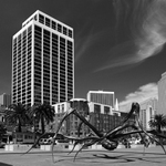 Pavouk San Francisko