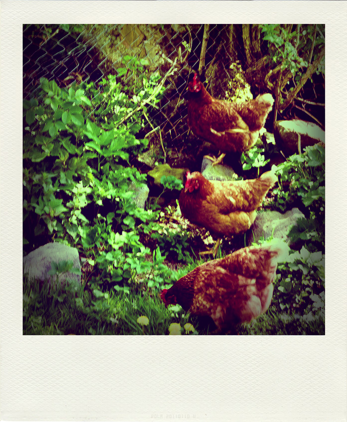 Hierarchia