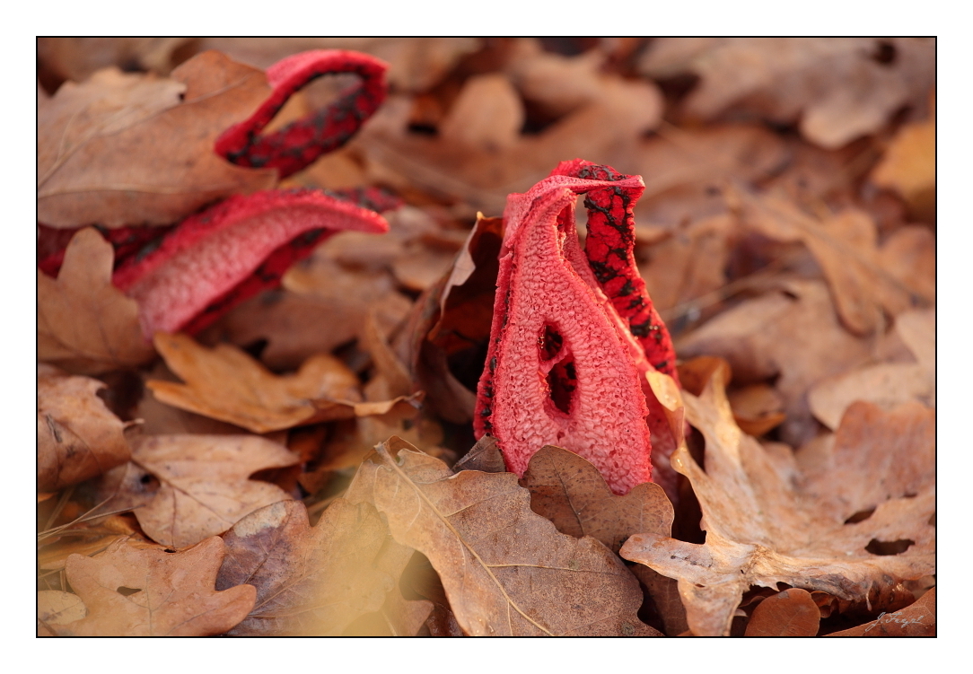 Květnatec Archerův