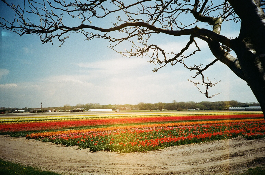 Tulipány a zase tulipány ...