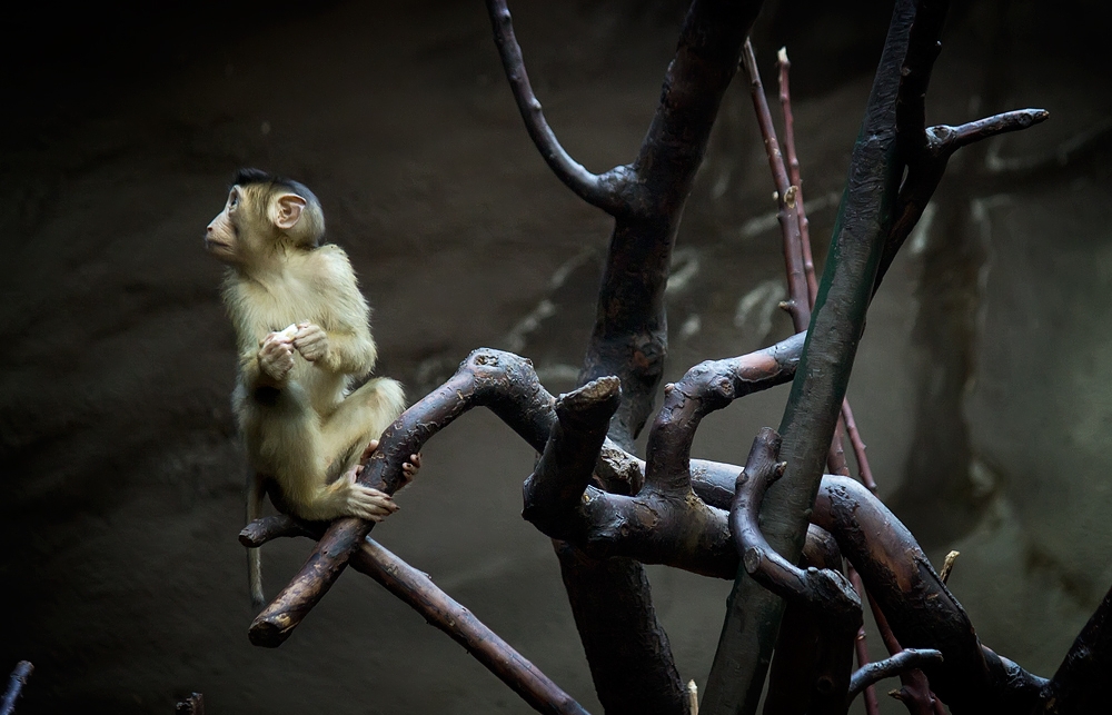 Zoo