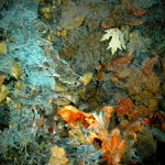 listí ve věčném koloběhu