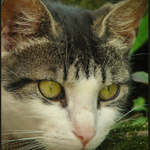 kočka jménem "Kočka"