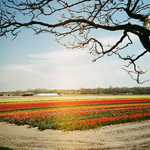 Tulipány a zase tulipány ...