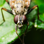 Dej almuznu prosim...