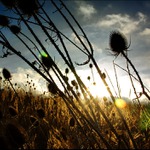 Jak léto vzpomíná