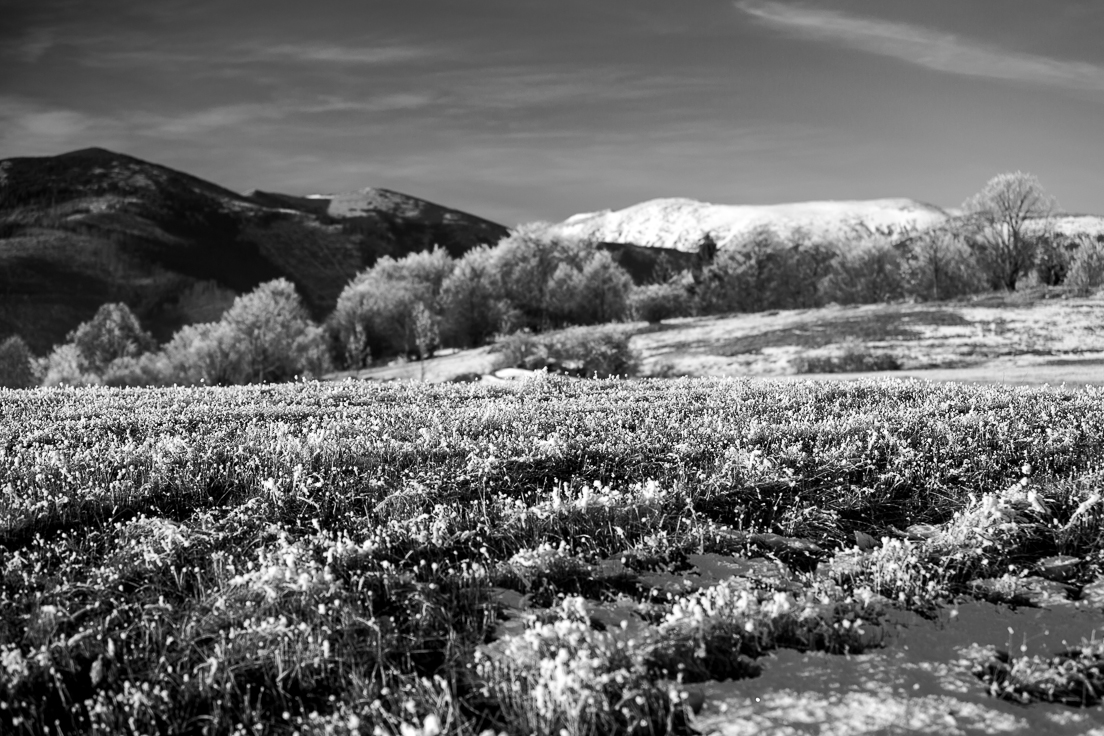 zimné lúky pod Ďumbierom