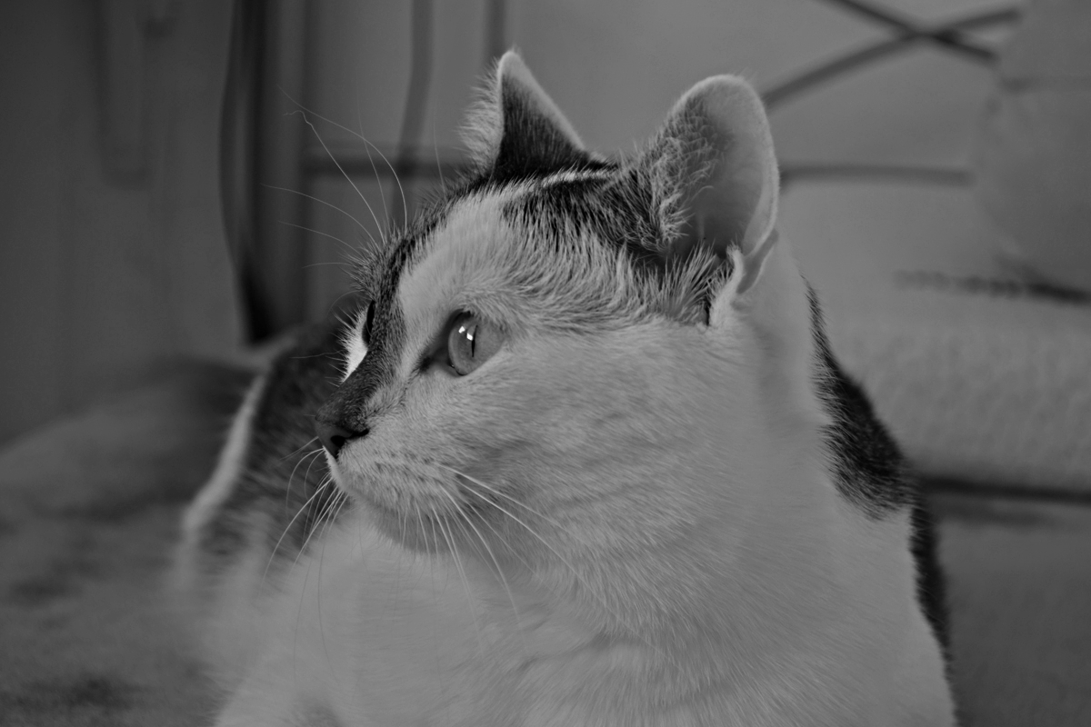 povánočná "siesta"