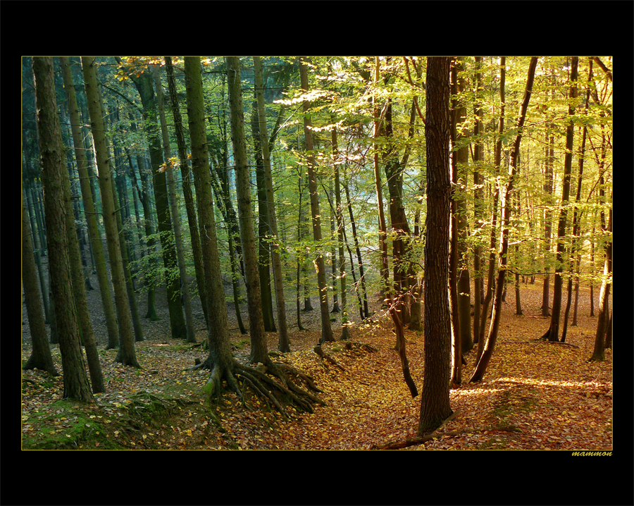 DVOUBAREVNY LES