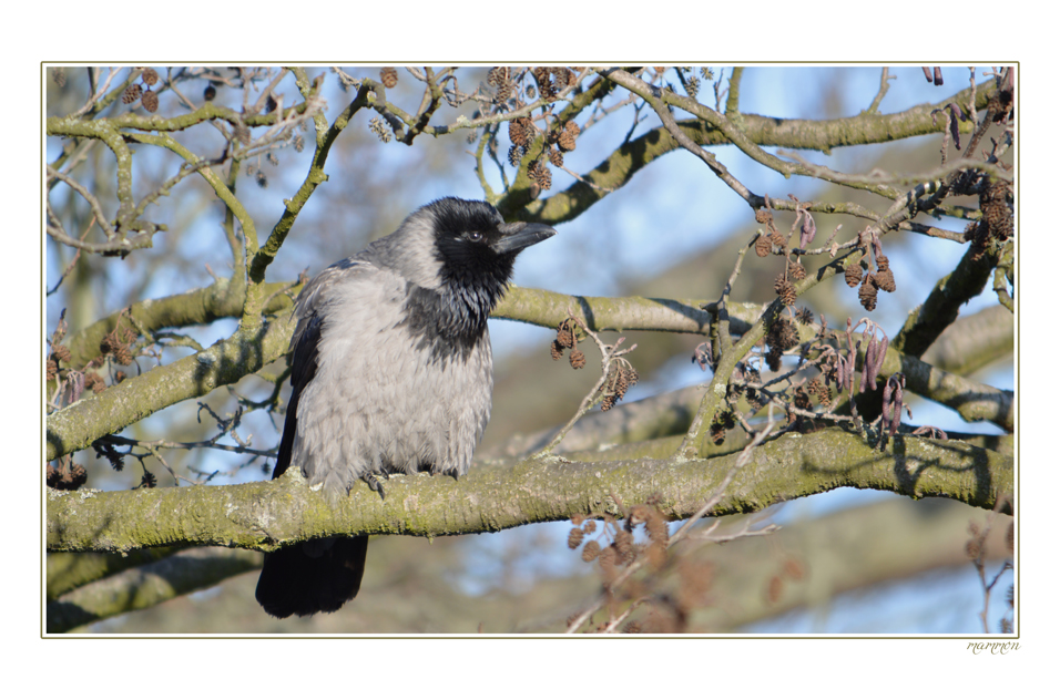 CROW