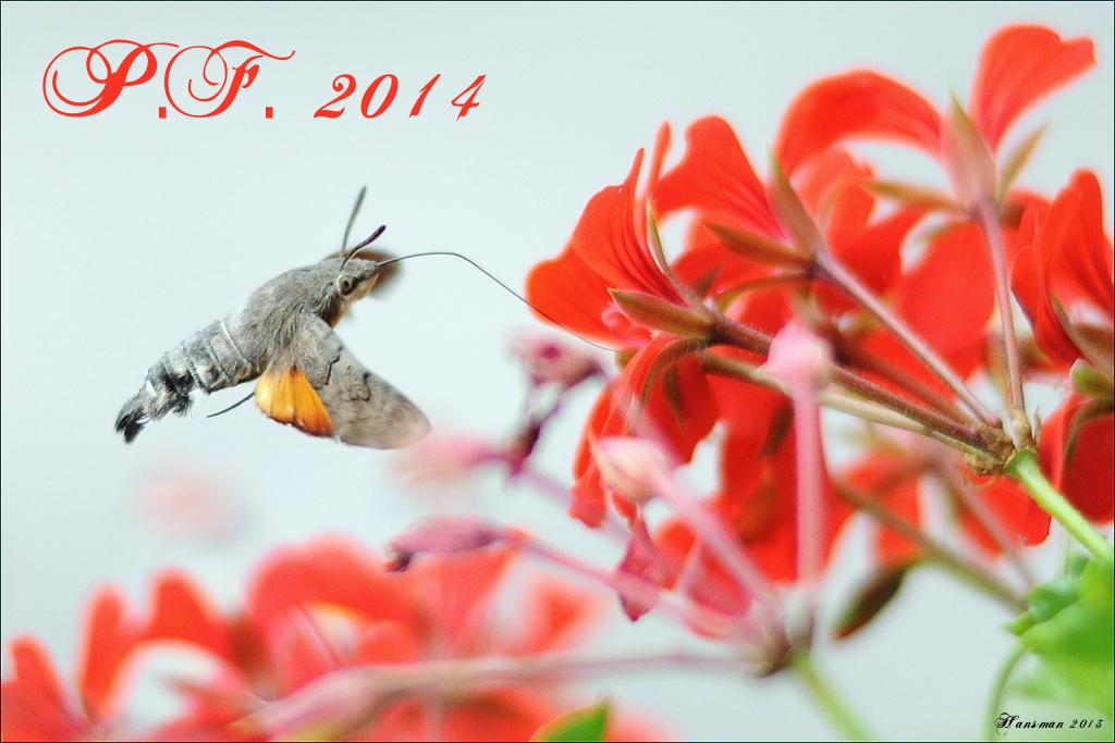 P.F.2014