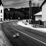 Beží mačka ulicou.