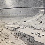 "Zátiší" s kachnami :)