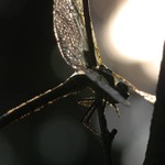 Letec spoutaný vodou