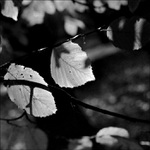 Listí v protisvětle