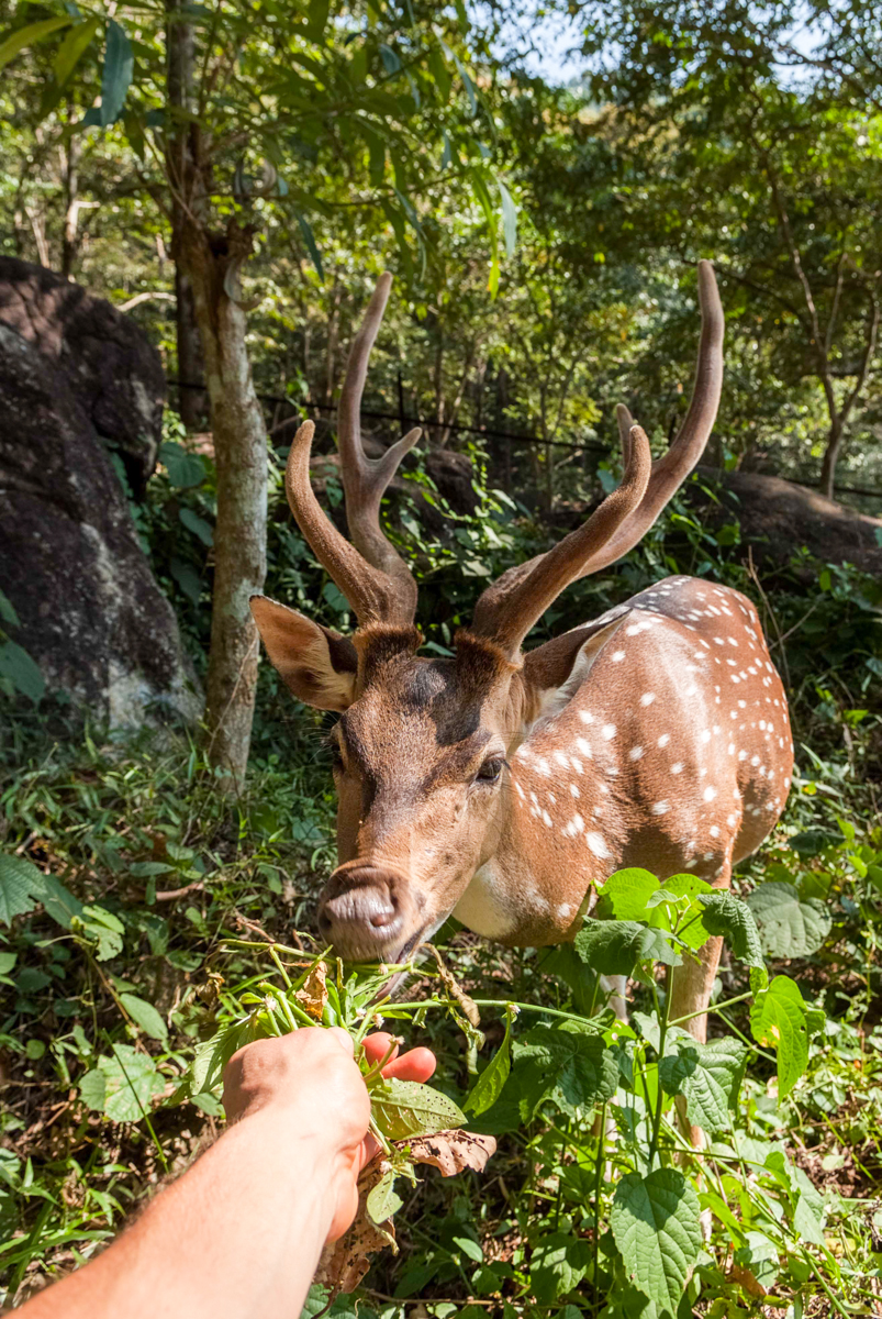 ''wildlife''