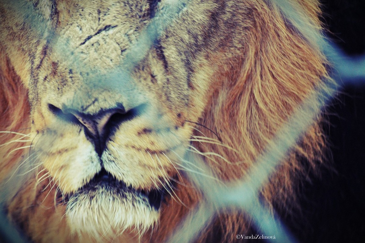 muzzle.