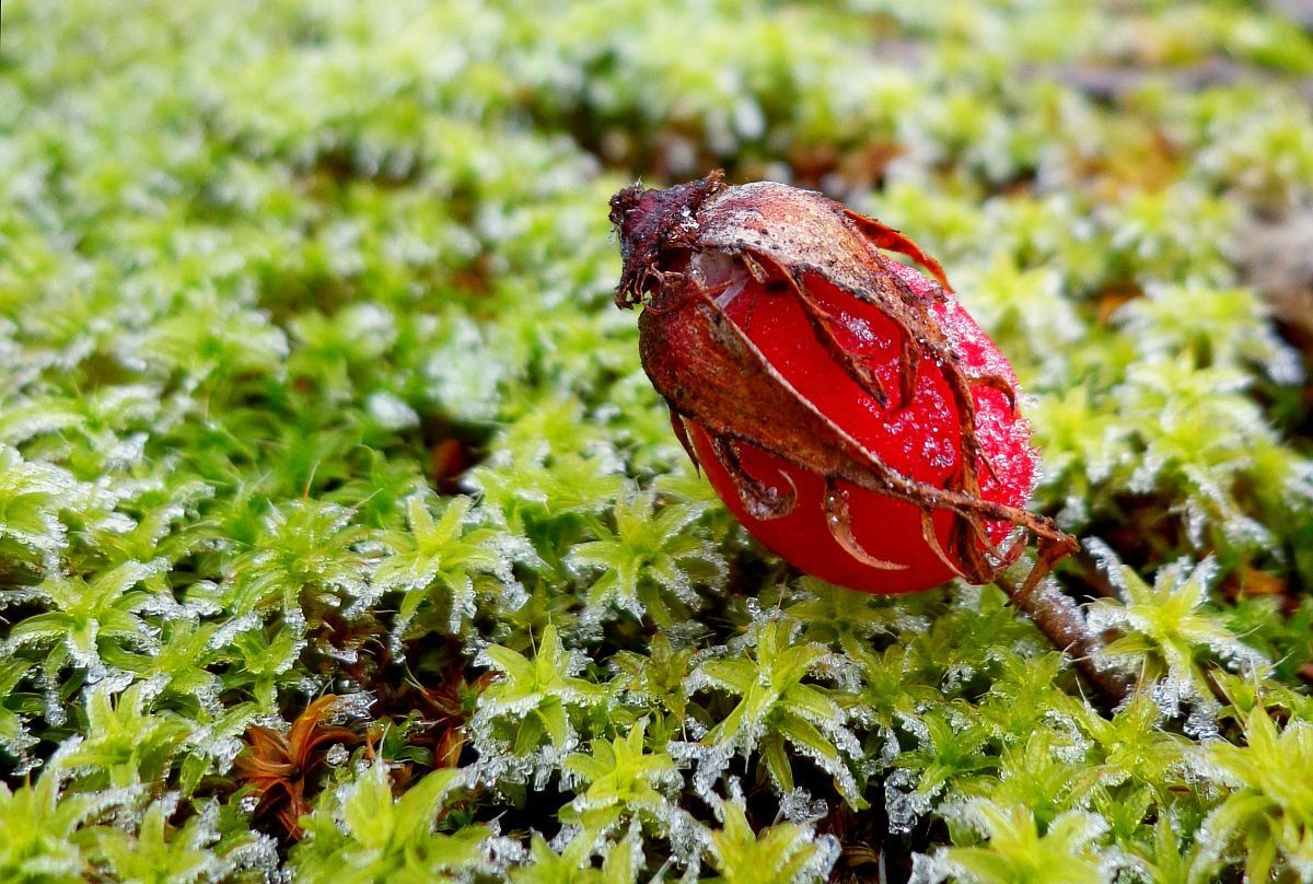 Měl čepici a stejně zmrznul