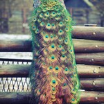 Peacock.