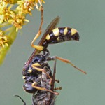 Nelítostný gurmán