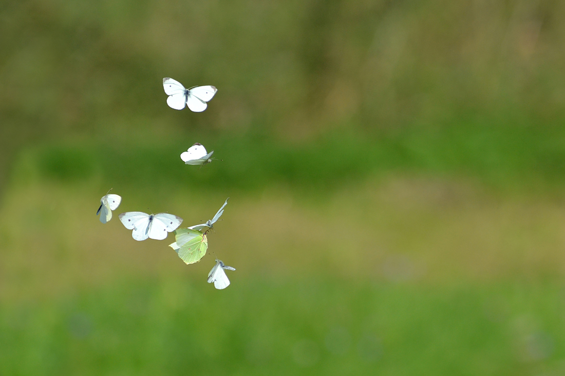 Luční letová.....