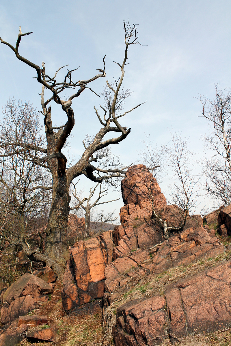 Mrtvý strom