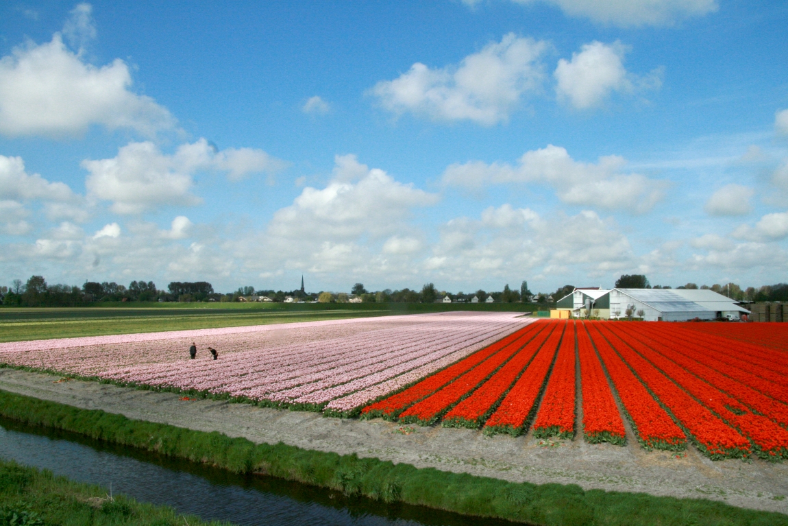 Holandská tulipánová pole