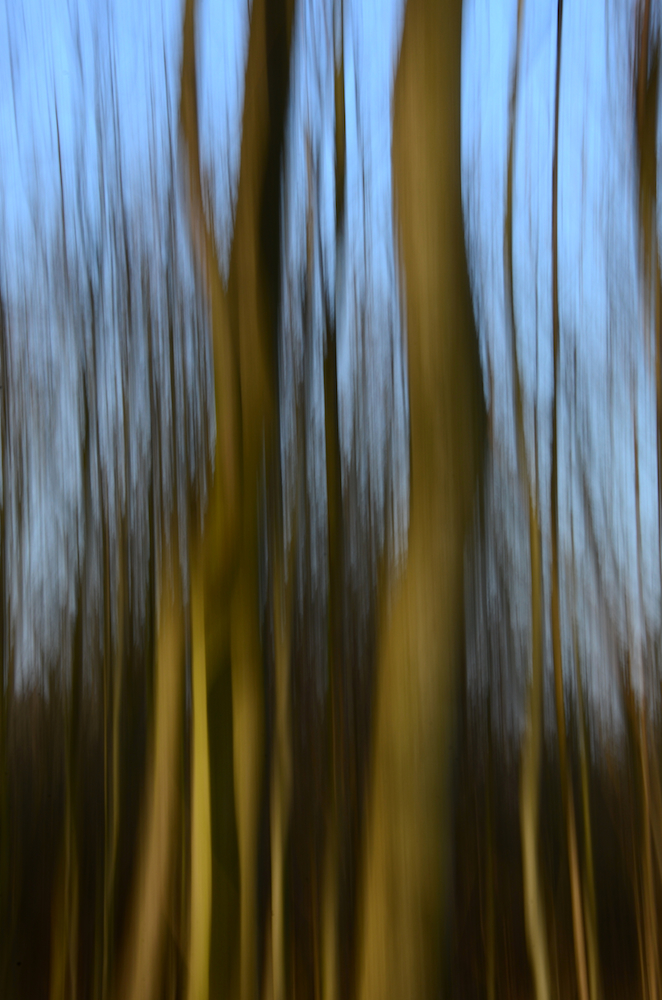 Obora
