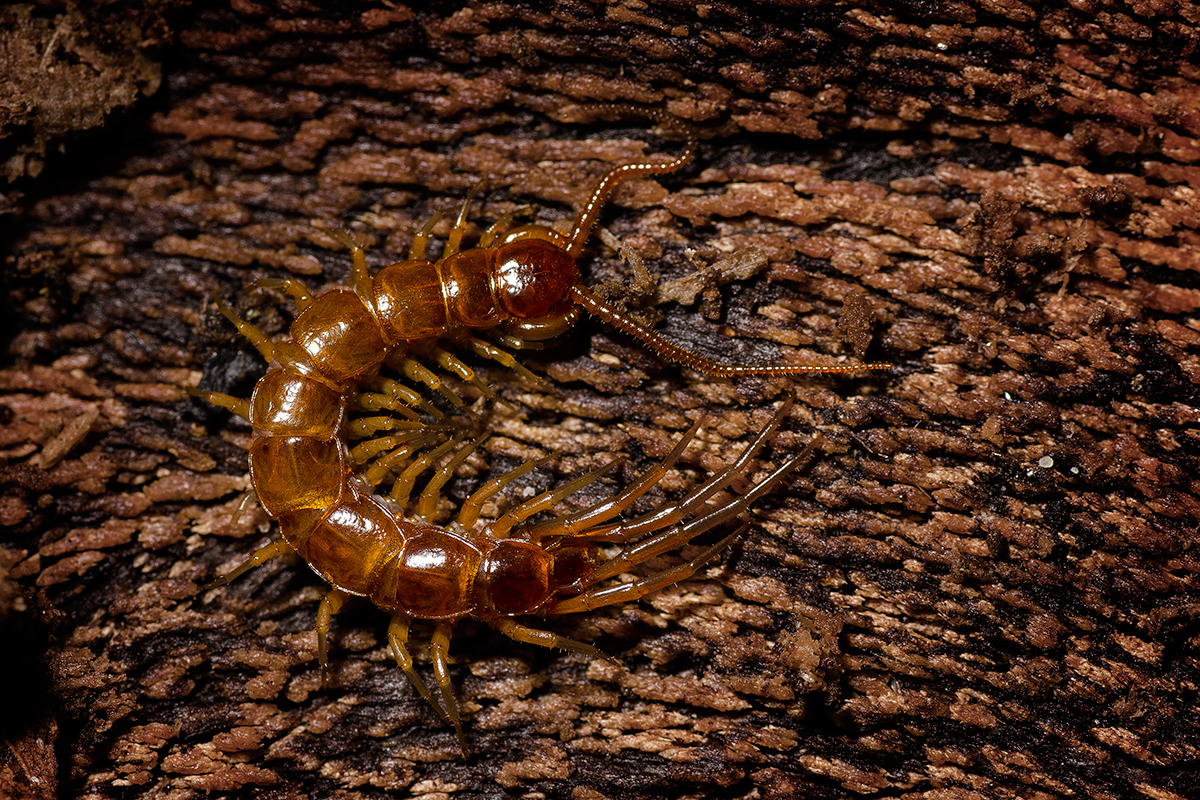 Lithobius forficatus