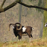Muflon evropský - Ovis musimon
