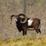 Muflon evropský - Ovis musimon