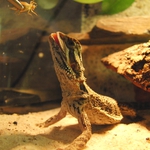 Krmení hladné zvěře