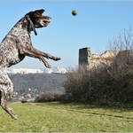 MARNÁ SNAHA...jeho unavit :-)...