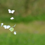 Luční letová.....